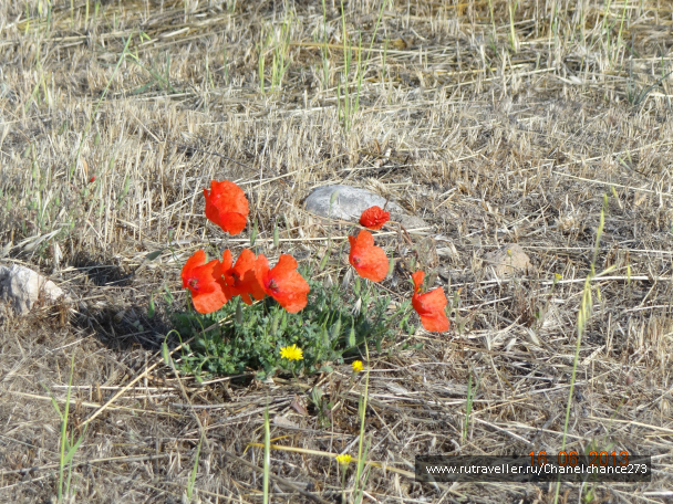photo 627164