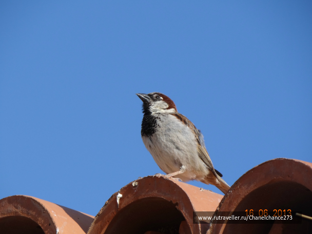 photo 627165