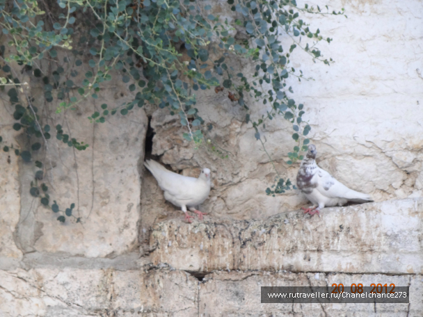 photo 627266