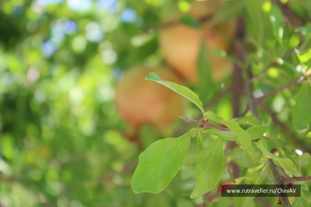 photo 577650