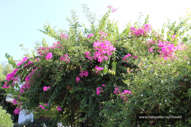 photo 577651