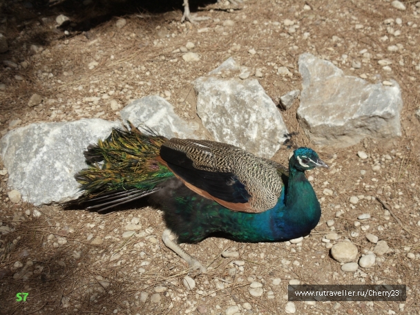 photo 931947