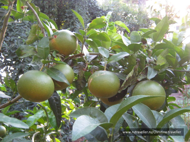 photo 284291