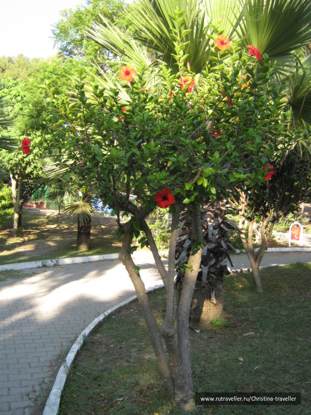 photo 284293