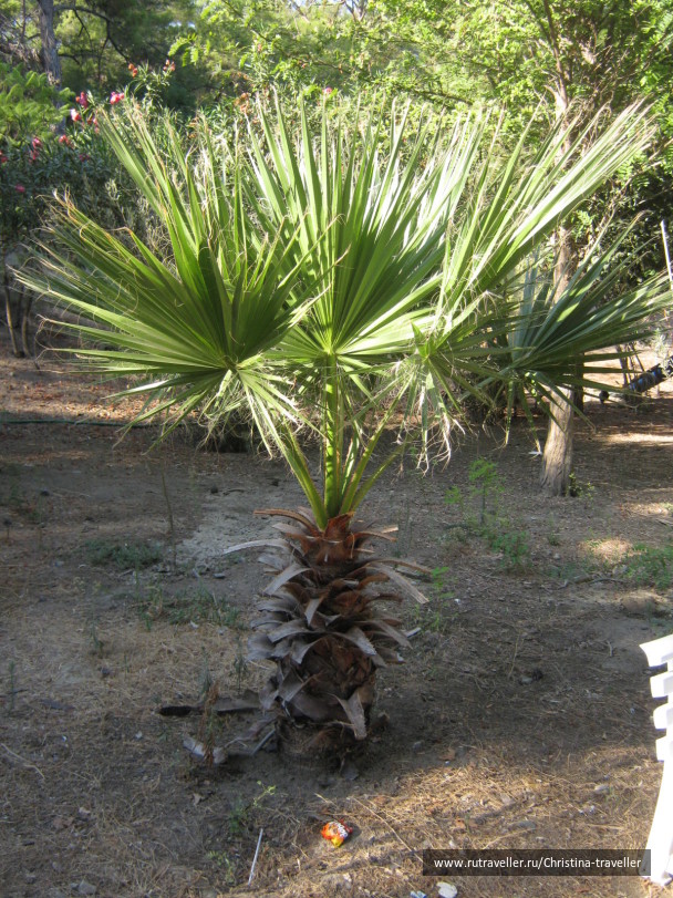 photo 284294