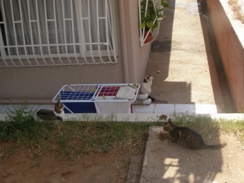 photo 946975