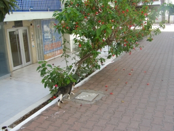 photo 946978