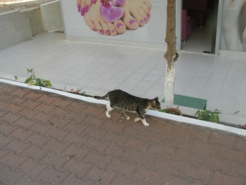 photo 946979