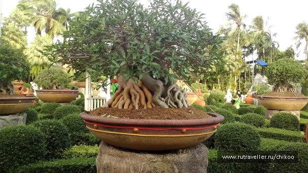 photo 1340529