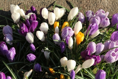 photo 970943