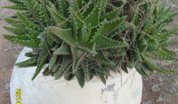 SS104489