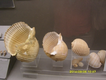 photo 964680