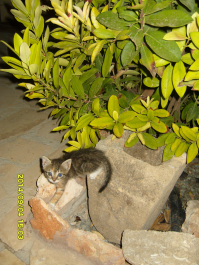 photo 1000257