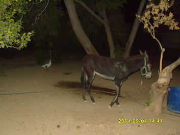 photo 1000258