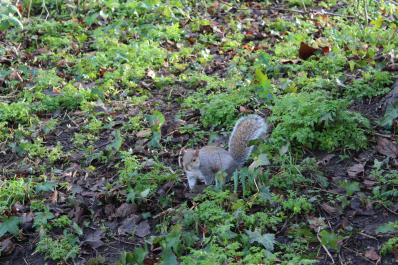 photo 1456049