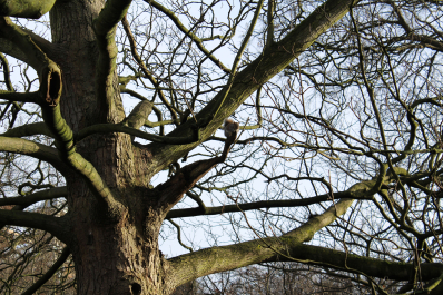 photo 1456050