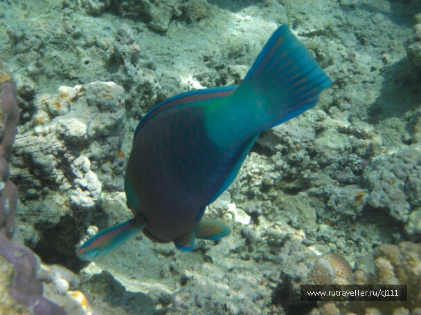 photo 26372