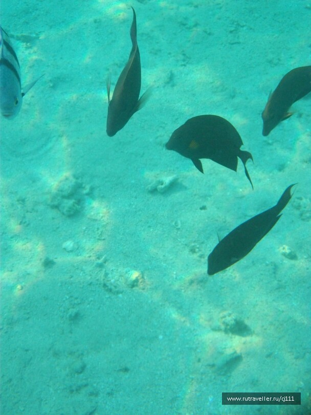 photo 26399
