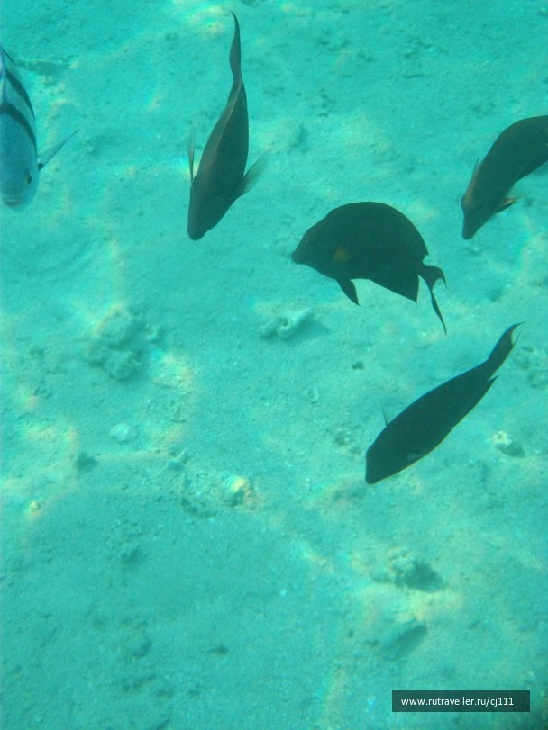photo 26483