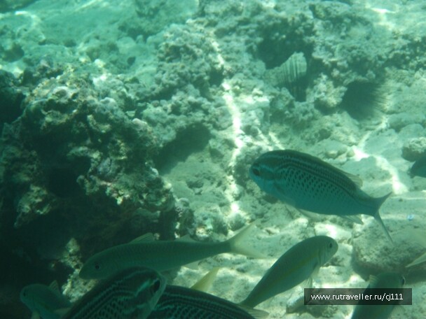 photo 26492