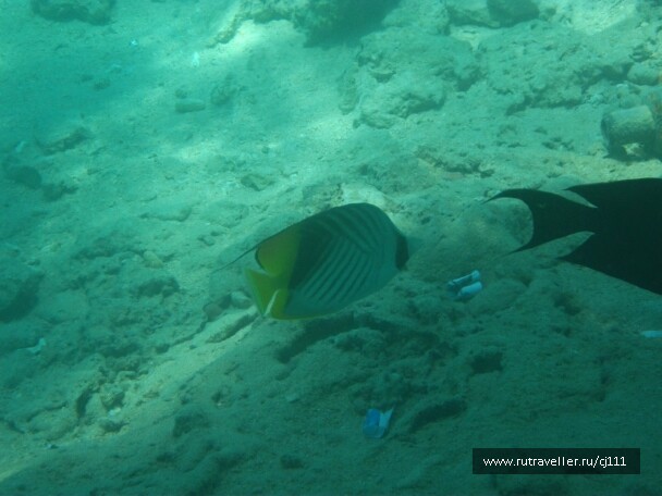 photo 26493