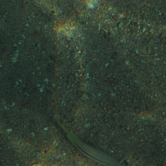 Подводный мир Красного моря