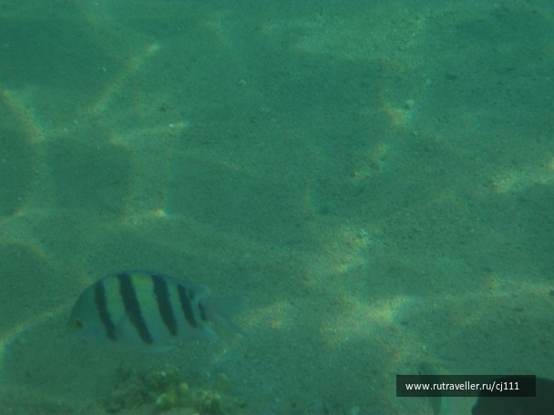 photo 26919