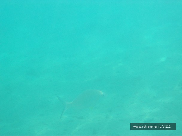 photo 26921