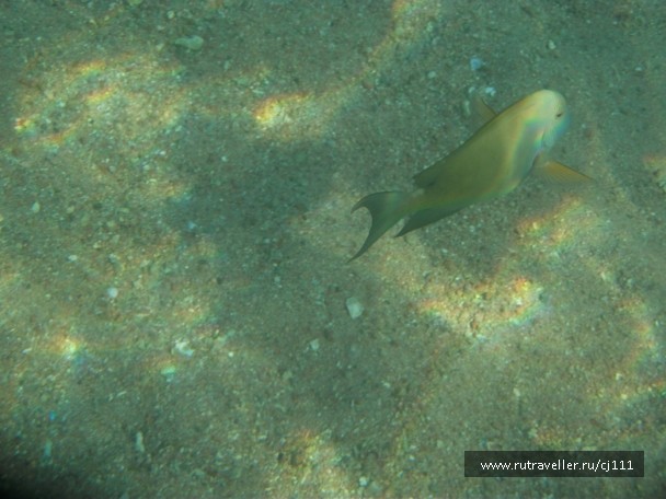 photo 27062