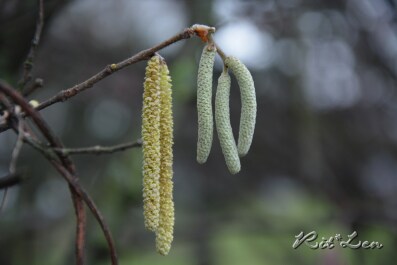 photo 267852