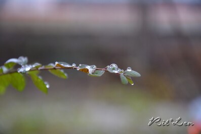 photo 267854