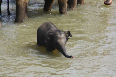 photo 232167