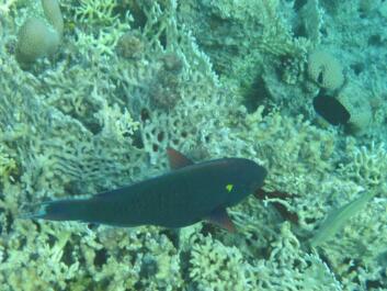 photo 172738