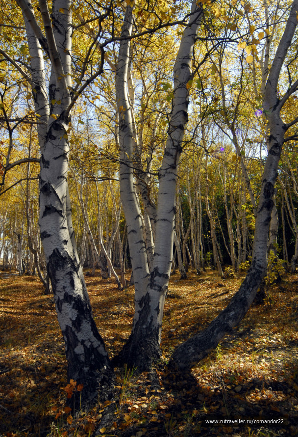 photo 440583