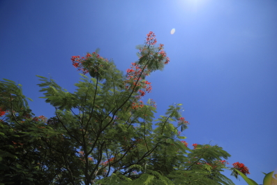 photo 513918