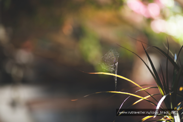 photo 1453083