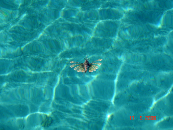 photo 280782