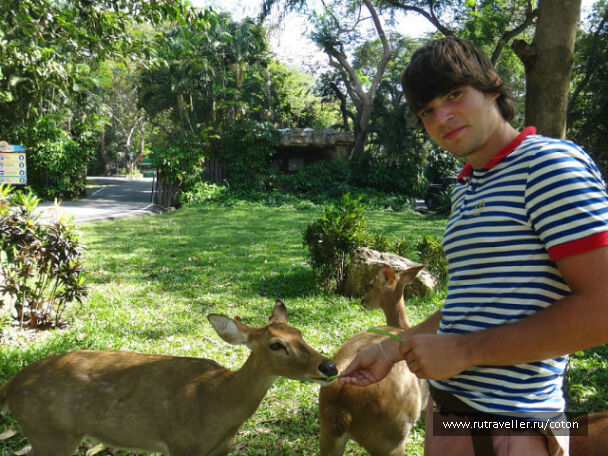 photo 221458
