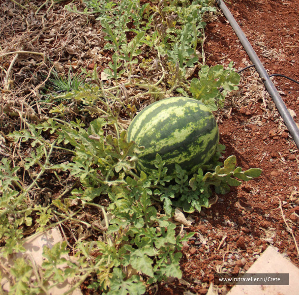 photo 494615
