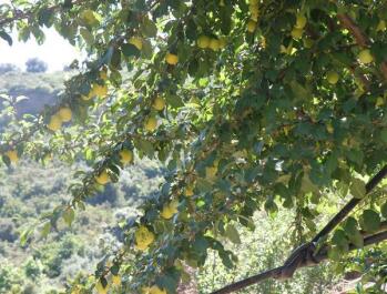 photo 537328