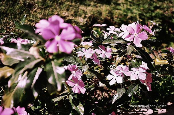 photo 55762