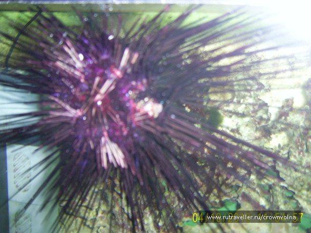 photo 342867