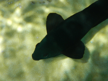 photo 381544