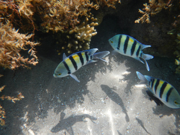 photo 381552