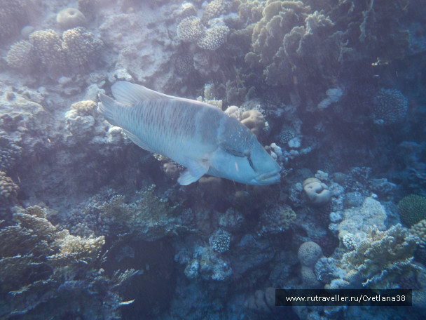 photo 1263832