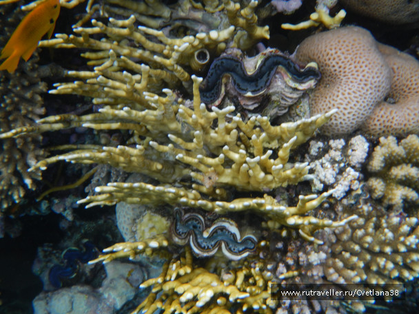 photo 1263842