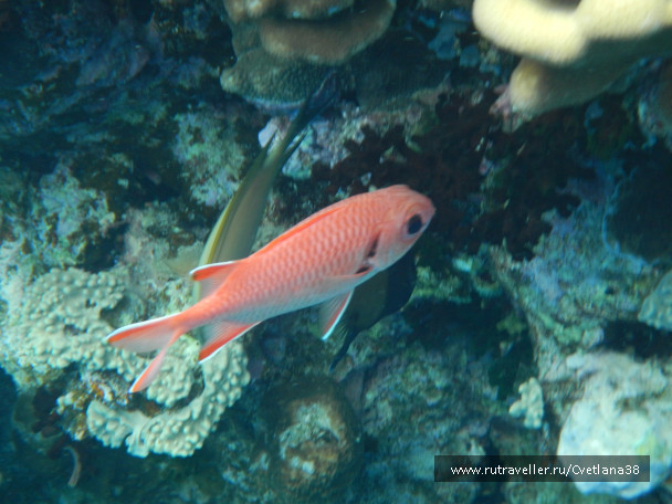 photo 1263854