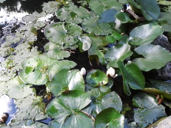 photo 600898