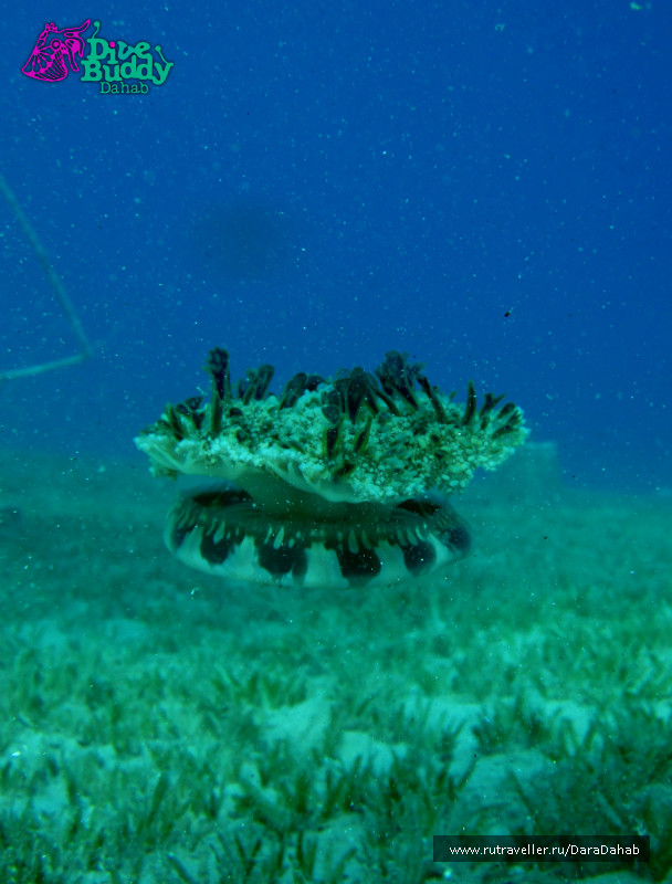 photo 157615