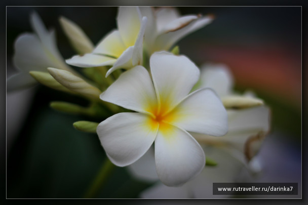 photo 258018